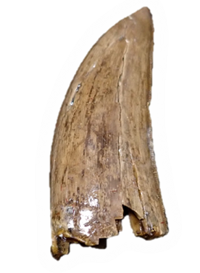 1.ティラノサウルス類の歯