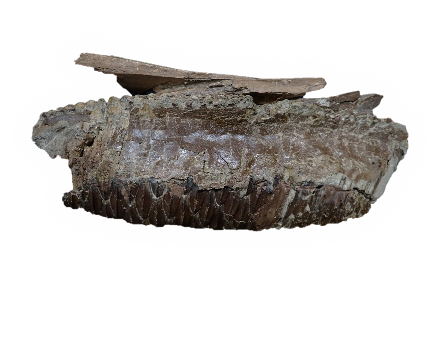3.ハドロサウルス類の歯