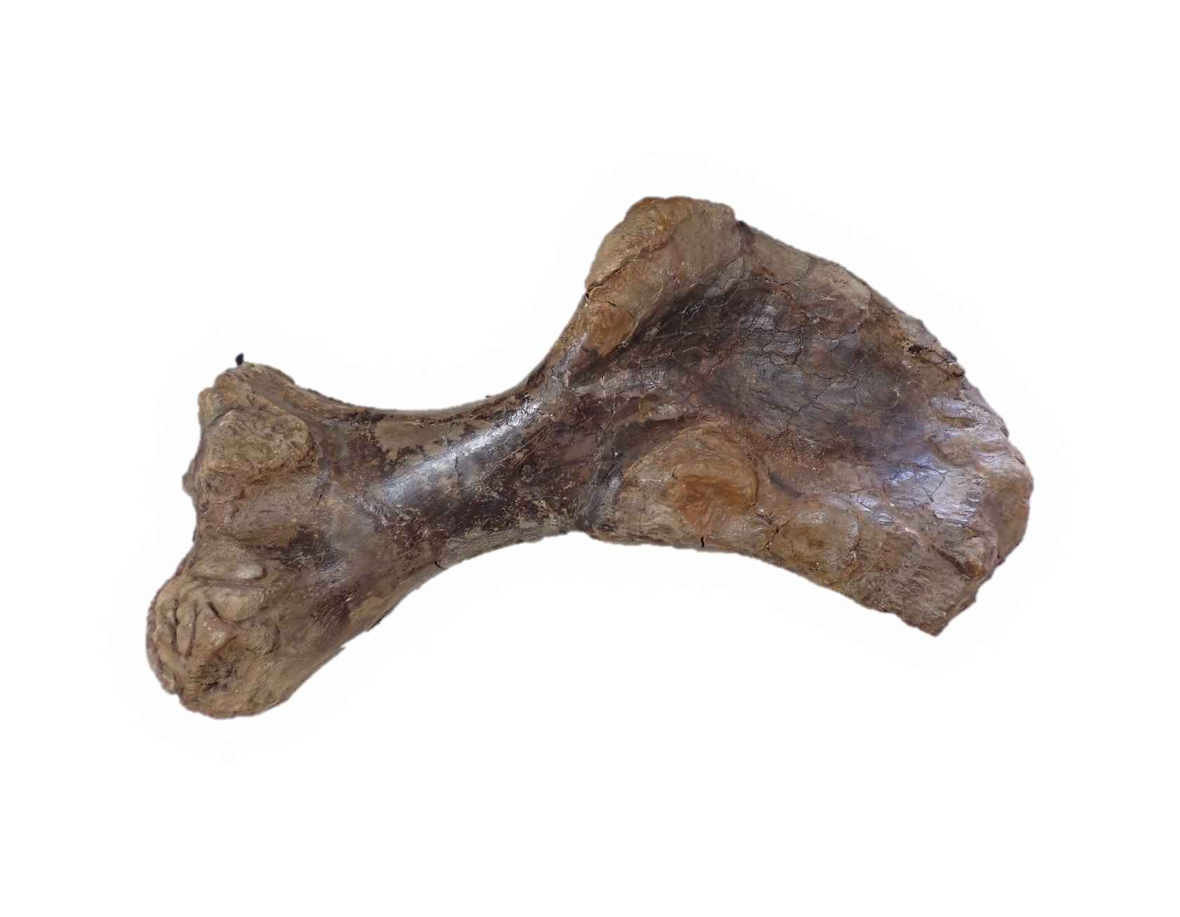 5.トリケラトプスの上腕骨