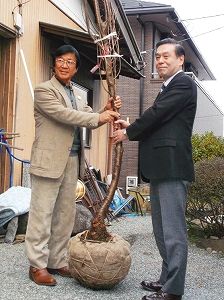 桜の木画像