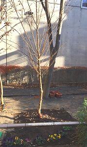 桜の木画像