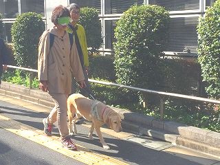 盲導犬の歩行体験